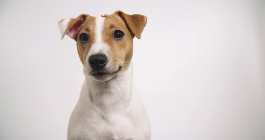 Cute Jack Russell Terrier Listens Attentively And Shakes Head. Small ...