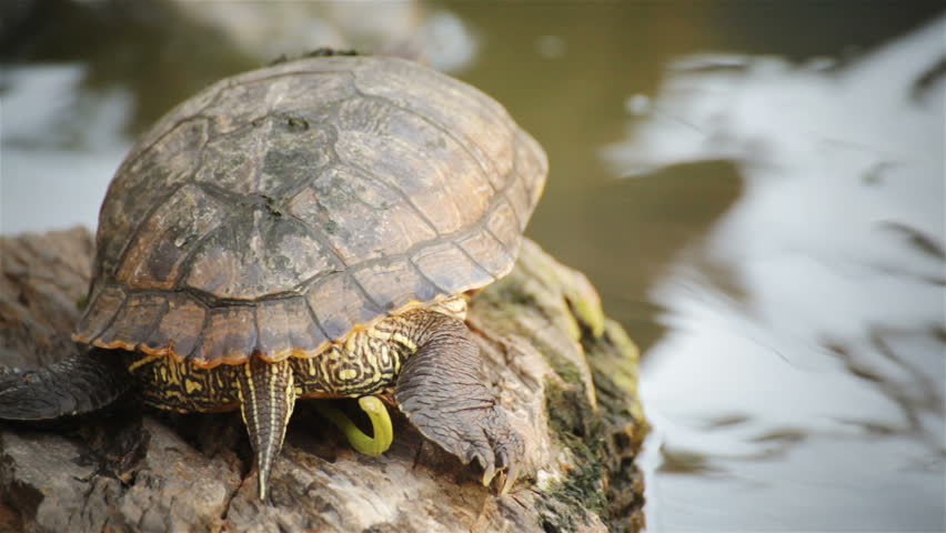 Red-eared Slider Stock Footage Video - Shutterstock