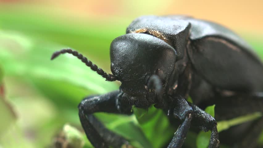 Big Black Beetle Eats Grass Stock Footage Video 3272120 - Shutterstock