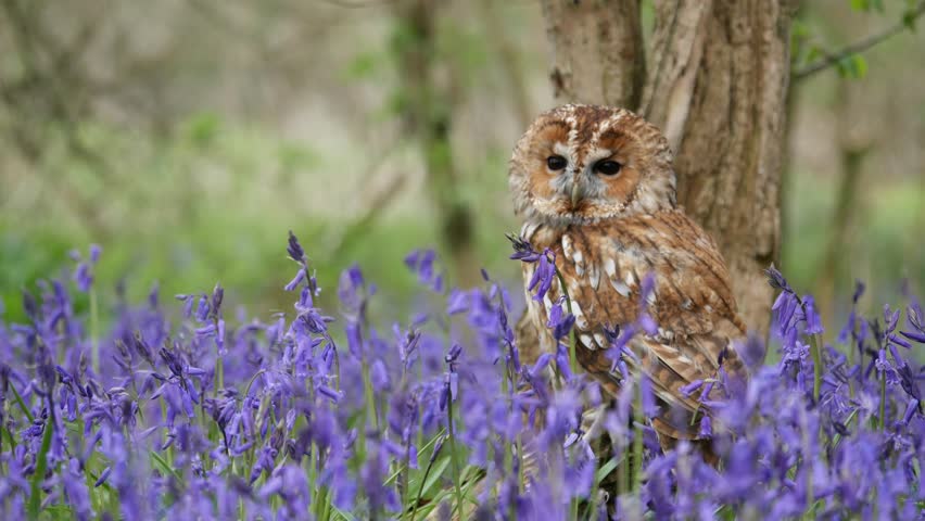 Tawny Owl Stock Footage Video - Shutterstock