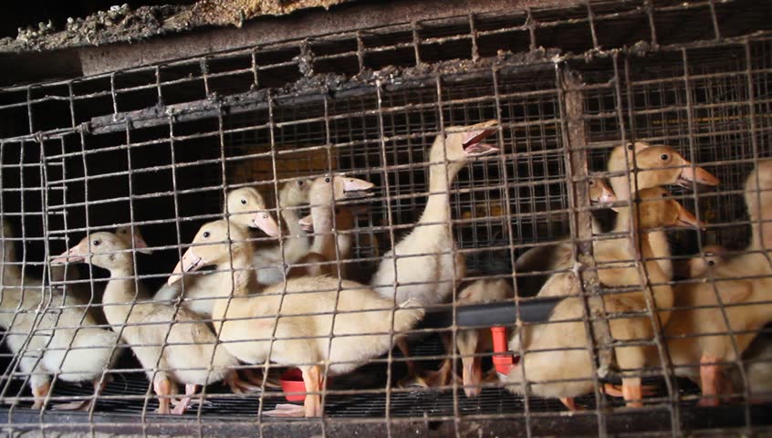 Guinea Fowl In A Cage Stock Footage Video 3472919 - Shutterstock