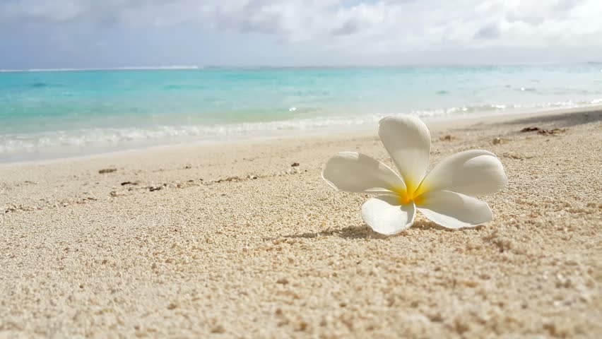 Plumeria Flowers On The Beach Stock Footage Video 1953343 - Shutterstock