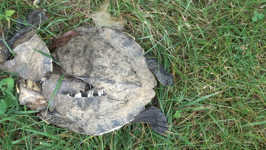 Poor Dead Turtle On The Road. Road Kill Concept Stock Footage Video ...