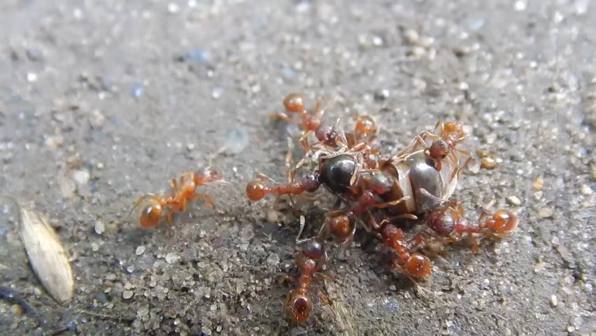 Extreme Macro Of Black And Red Ants Swarming Around A Hole. This Is A 1 ...