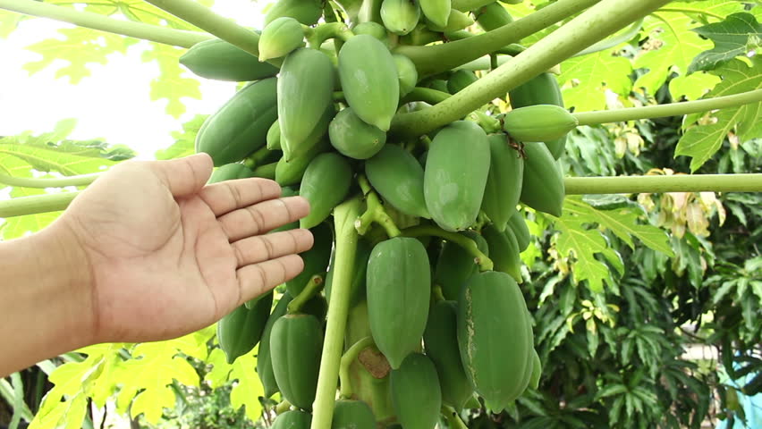Papaya leaf image