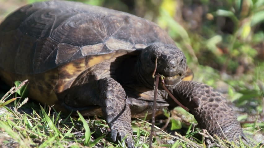 Close Up, Ground Level Footage Of Endangered Gopher Tortoise Looking At ...