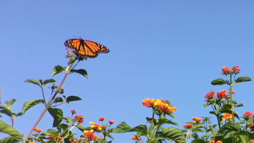 Butterfly Footage #page 8 | Stock Clips