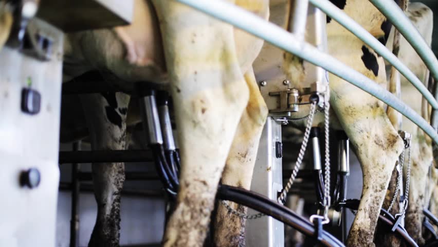 Cows Feeding Process On Farm/Cows In Barn On Modern Dairy Farm/Calf ...