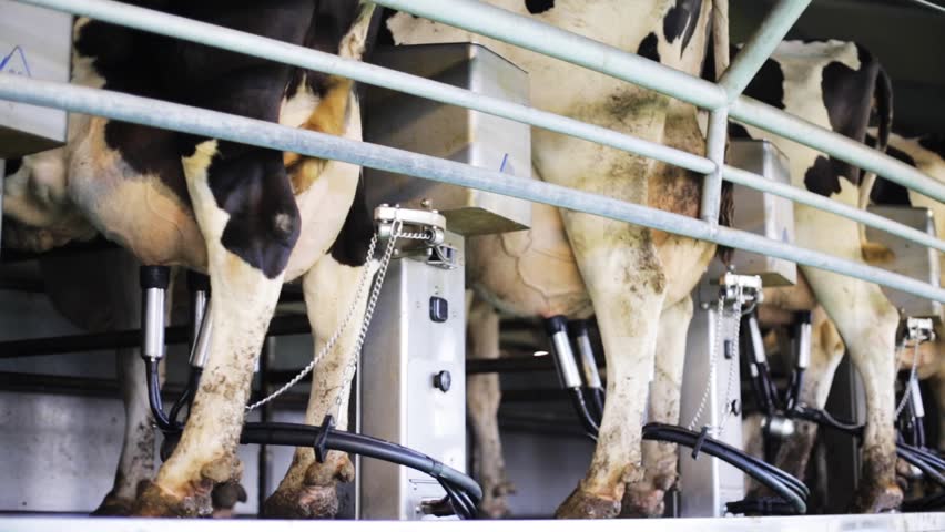 Cows Feeding Process On Farm/Cows In Barn On Modern Dairy Farm/Calf ...