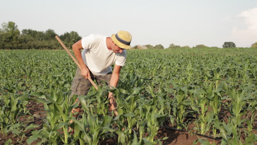 Farmer Weeding, Man Works, Hoeing In Traditional Organic Corn Field ...