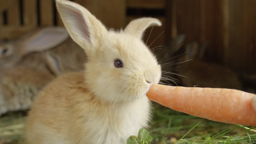 Hungry Eagle Tearing Rabbit Head Stock Footage Video 5544194 - Shutterstock