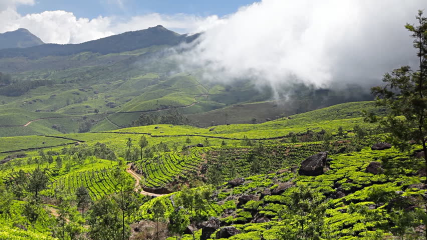 4k Timelapse Of Green Tea Plantations In Munnar, Kerala, India Stock ...