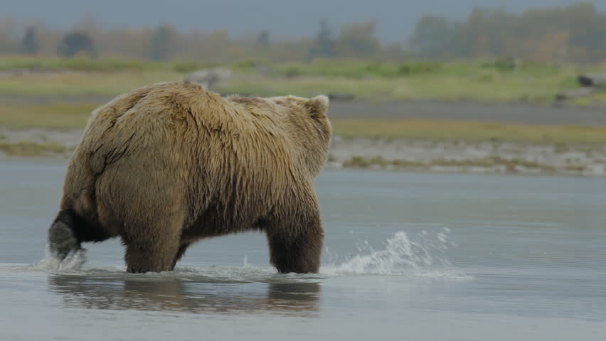 Grizzly Bears, Brooks Falls, Katmai NP, Alaska Stock Footage Video ...