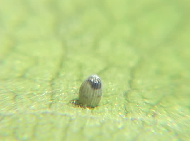 Monarch Caterpillar Hatching From Egg (x7000 Speed) Stock Footage Video ...