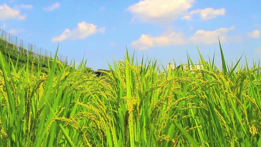 Paddy Field Under Blue Sky Stock Footage Video 5023895 - Shutterstock