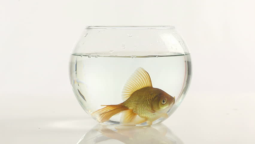 One Goldfish Swimming In Little Fish Bowl Stock Footage Video 2489576 ...