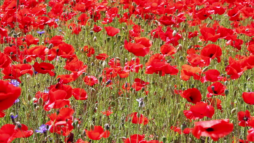 Red Weed - Flowering Red Poppies In The Field Stock Footage Video ...