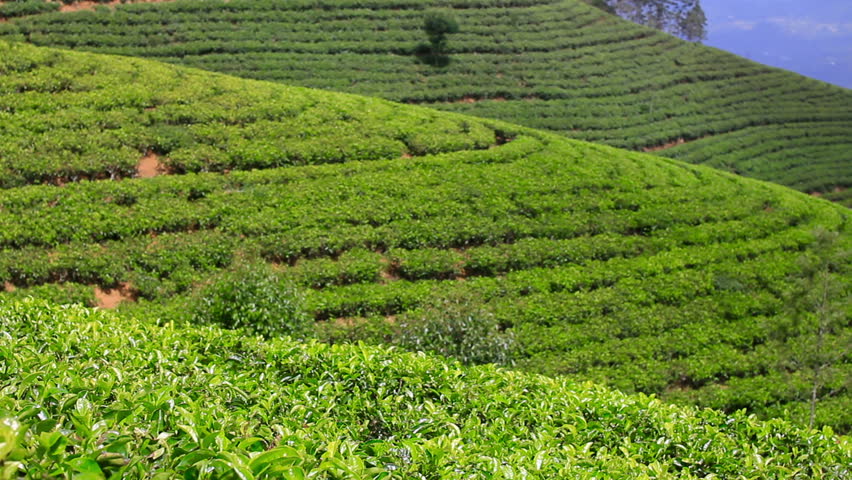 Sri Lanka Tea Garden Mountains In Nuwara Eliya Stock Footage Video ...