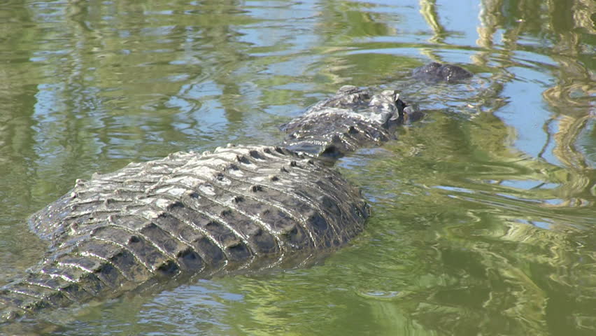 Two Big Alligators Swimming Stock Footage Video 2926906 - Shutterstock