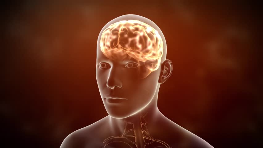 Side Of Human Male Head Showing Brain Inside Skull With Electrical ...