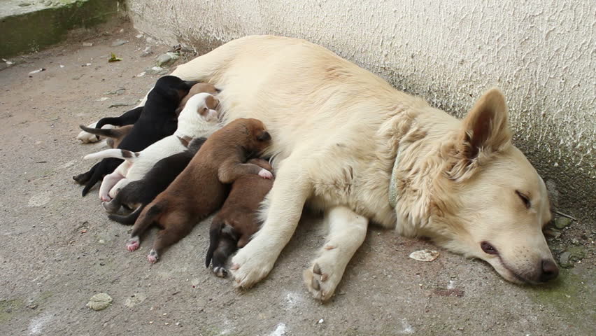 Stray, Abandoned Dogs, Homeless Mother Dog And Her Puppies, Babies ...