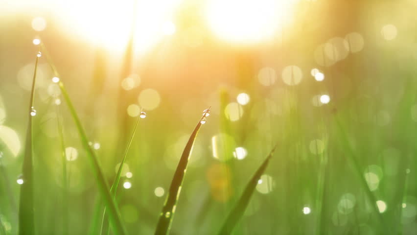 Blurred Grass Background With Water Drops. HD Shot With Motorized ...