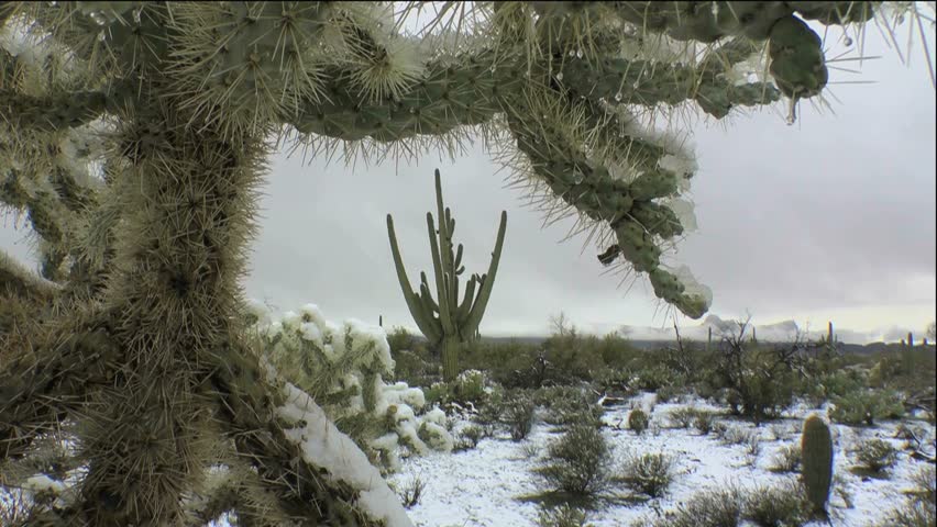 Melting Snow Drips From Spiky Thorns Of Giant Cholla Cactus That Frames ...