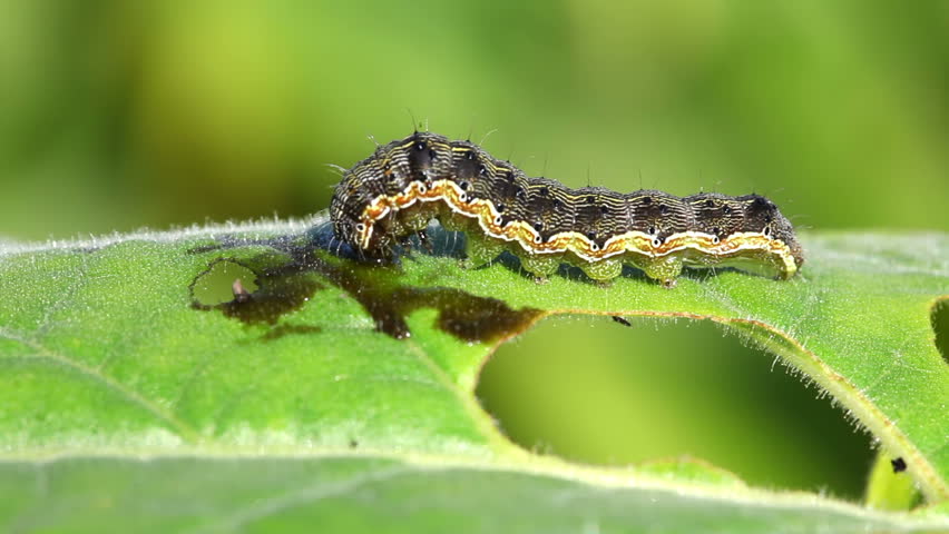 Caterpillar Eating Tobacco Leaf Stock Footage Video 3510056 - Shutterstock