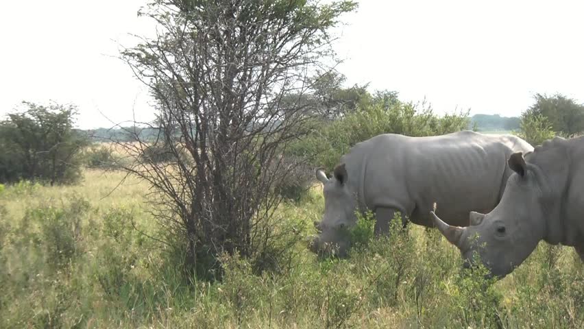 Rhinos In Khama Rhino Sanctuary In Botswana Stock Footage Video 3589781 ...