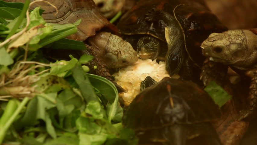 Turtles Eat Vegetables. Stock Footage Video 4938785 - Shutterstock