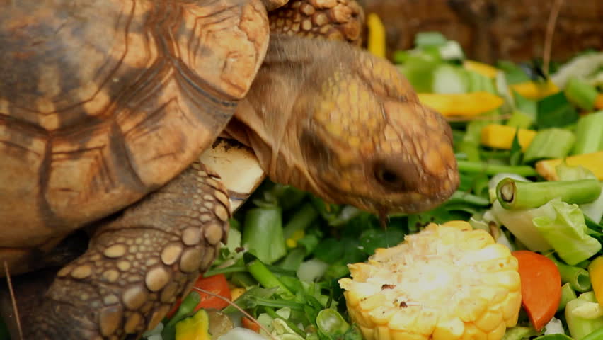 Tortoise Eating Vegetable In Nature Stock Footage Video 7669729 ...