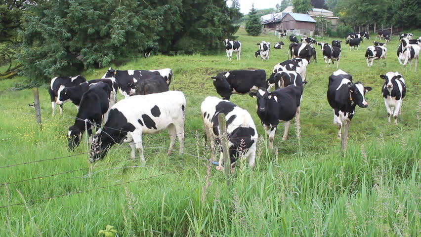 A Large Herd Of Dairy Cows Graze On A Hillside/Dairy Cow Livestock/Lush ...