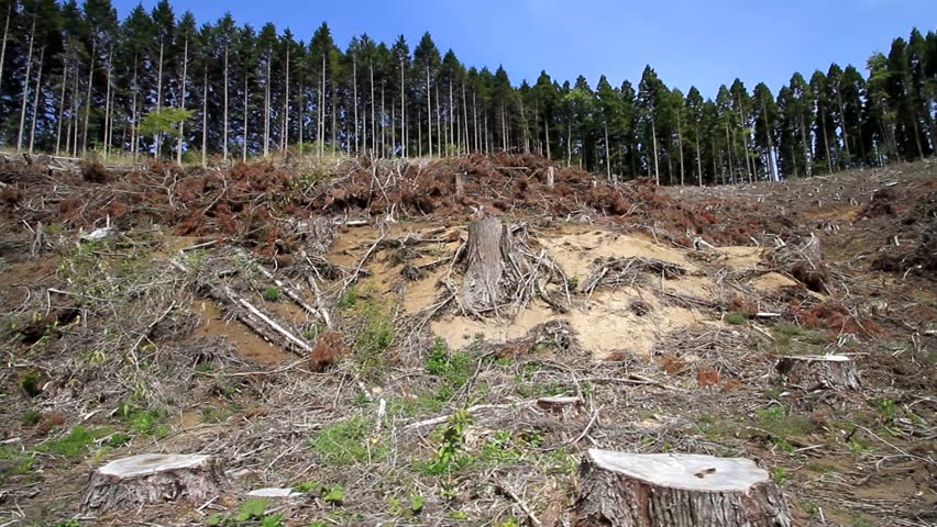 déf déforestation - exposé sur la déforestation