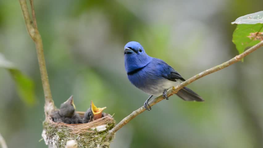 Black-naped Monarch Or Black-naped Blue Flycatcher Guarding His Chiks ...