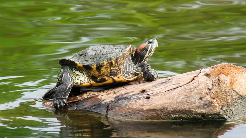 Red Eared Slider Turtle Jumping Into Water. Stock Footage Video 4190524 ...