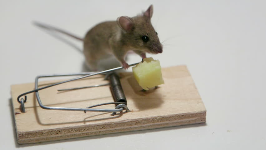 Careless Mouse Eating Cheese In A Mouse Trap. Canon C100, 60i Stock ...