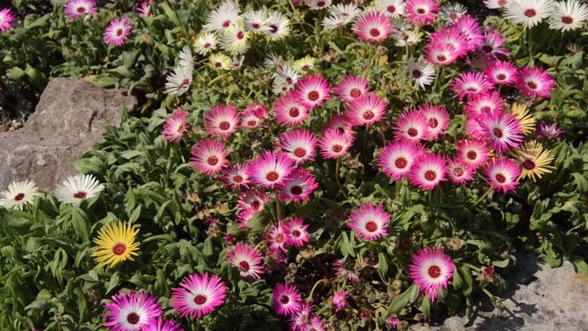 Midday Flower (Dorotheanthus Bellidiformis) Stock Footage Video 4369427 ...