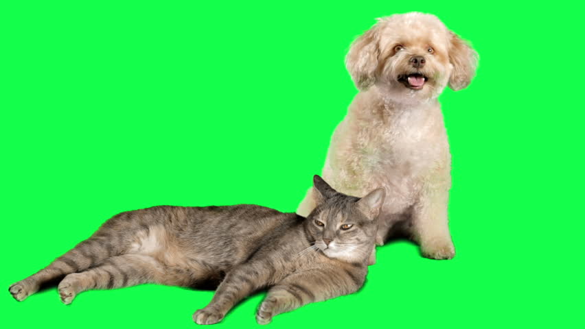 Cat And Dog On Green-Screen Stock Footage Video 4522028 - Shutterstock