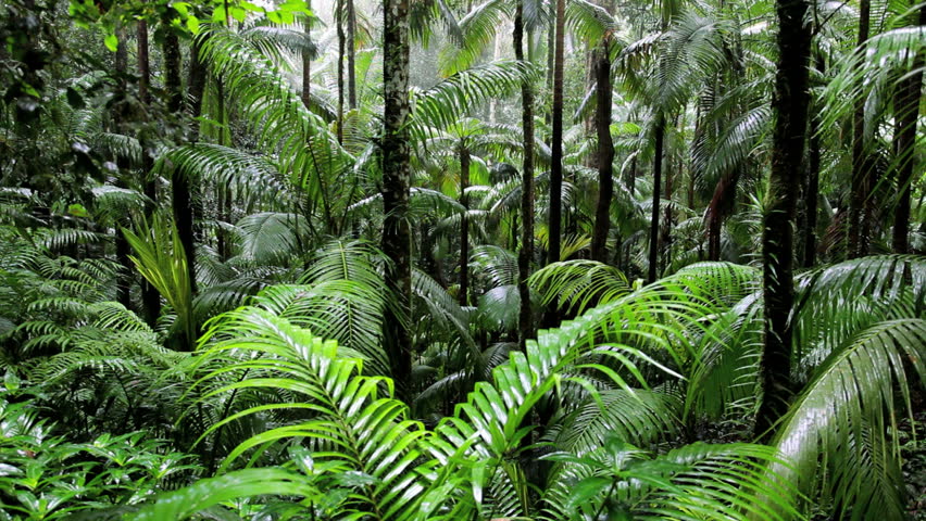 Rainforest Landscape Scene In Fungella National Park, Mackay ...