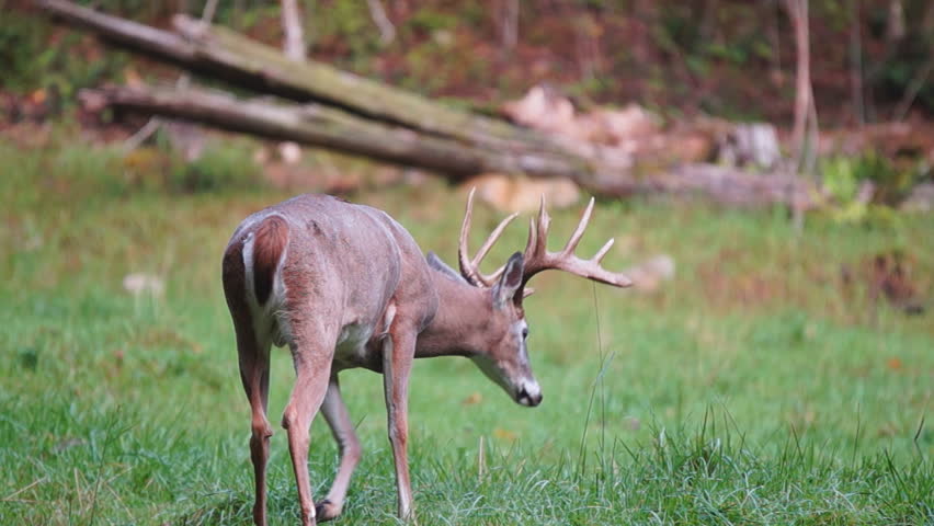 Whitetail Deer Mature Bucks, September In North Carolina Mountains ...