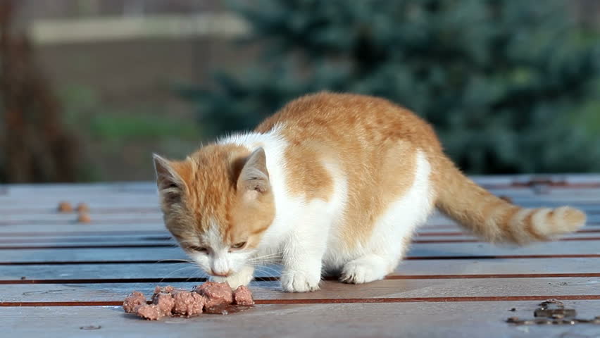 Little Orange Cat Eating Food Stock Footage Video 5132213 - Shutterstock