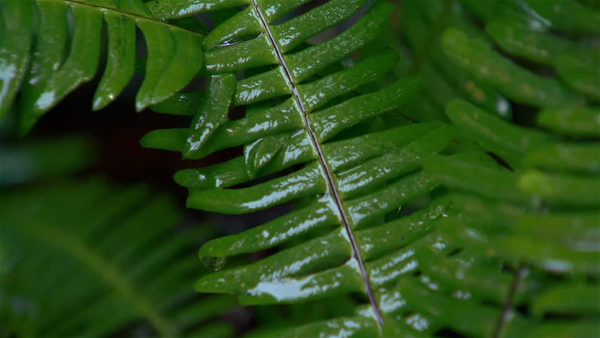 Wet Ferns In A British Columbian Rain Forest. Stock Footage Video ...