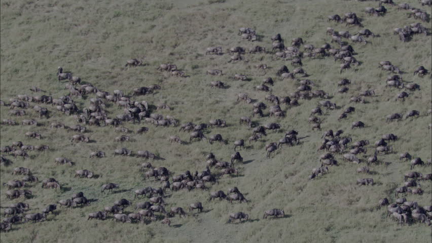 Wildebeest Stampede In African Safari Stock Footage Video 8511919 ...