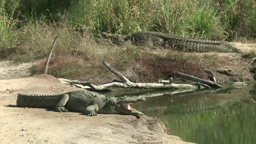 Injured Crocodile With His Mouth Opened Stock Footage Video 5683481 ...