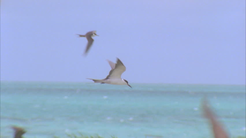 Slow Flying Into Wind Hovering Over Grassy Nesting Area Lifting Off ...