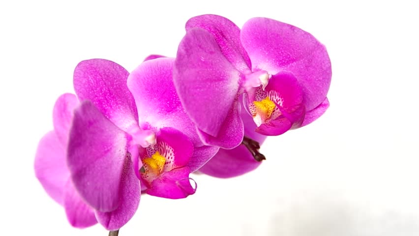 Orchid Flower On White Background Stock Footage Video 5730536 ...