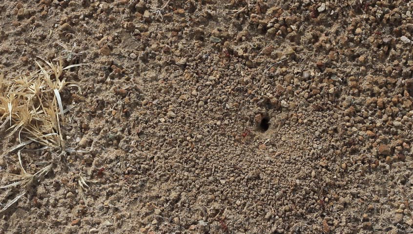 Ants On A Sandy Desert Ant Hill. Stock Footage Video 5799251 - Shutterstock