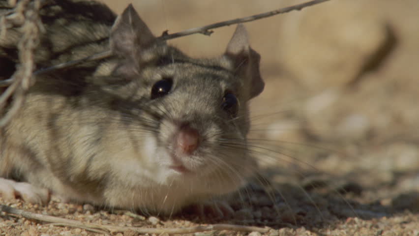 Arizona Native Mouse Scurrying On The Ground Stock Footage Video ...