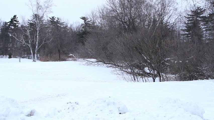 Snow Covered Ground In The Park On A Gray Winter Afternoon Camera ...