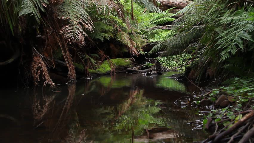 Old Growth Rainforest - Australian Landscape. This Rainforest Landscape ...